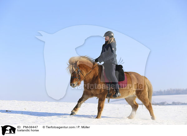 Icelandic horse / PM-08447