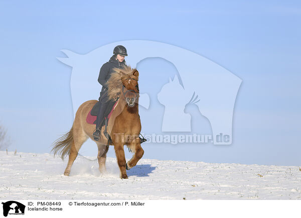 Icelandic horse / PM-08449