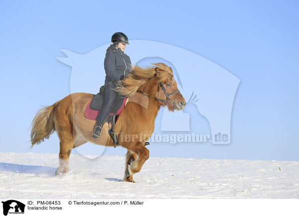 Icelandic horse / PM-08453