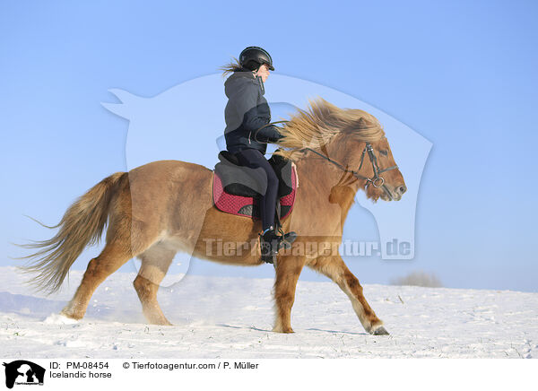 Icelandic horse / PM-08454