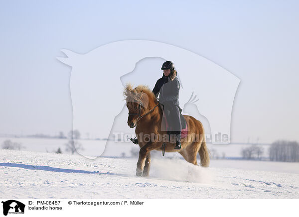 Icelandic horse / PM-08457