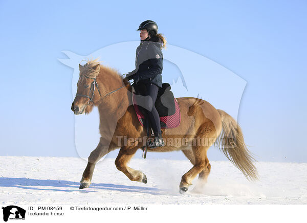 Icelandic horse / PM-08459