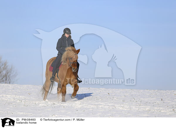 Icelandic horse / PM-08460