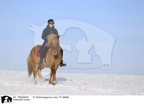 Icelandic horse / PM-08461
