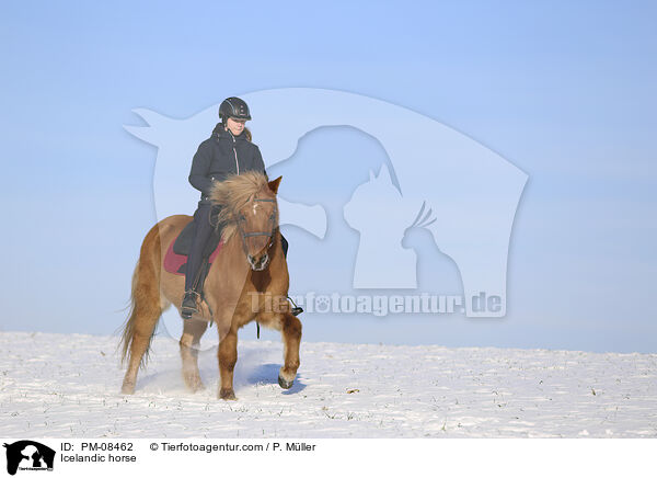 Icelandic horse / PM-08462