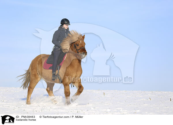 Icelandic horse / PM-08463