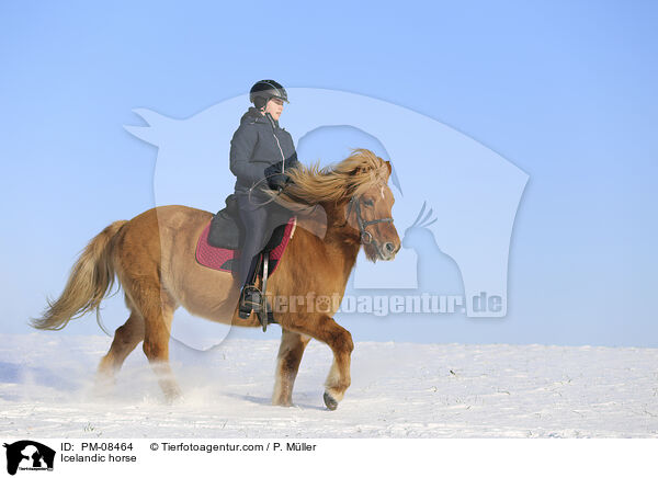 Icelandic horse / PM-08464