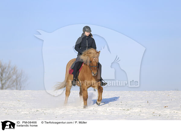Icelandic horse / PM-08466