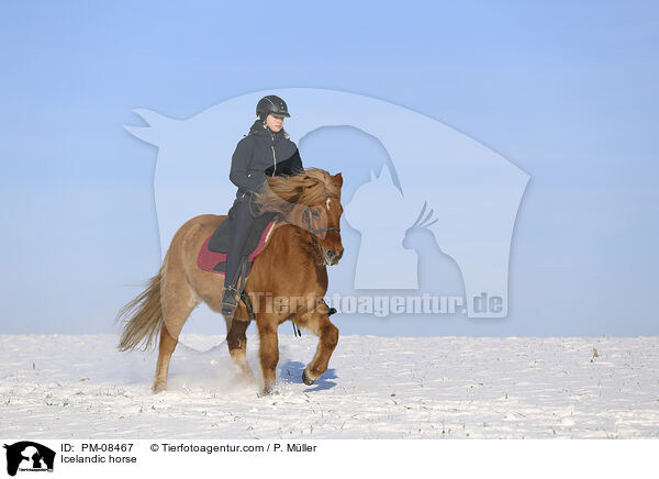 Icelandic horse / PM-08467