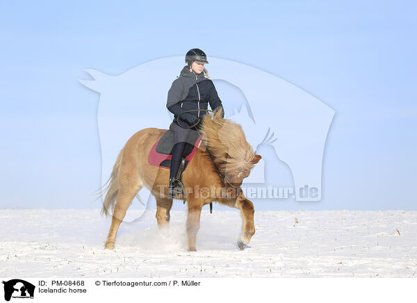 Icelandic horse / PM-08468