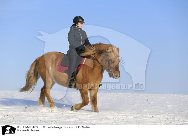 Icelandic horse / PM-08469