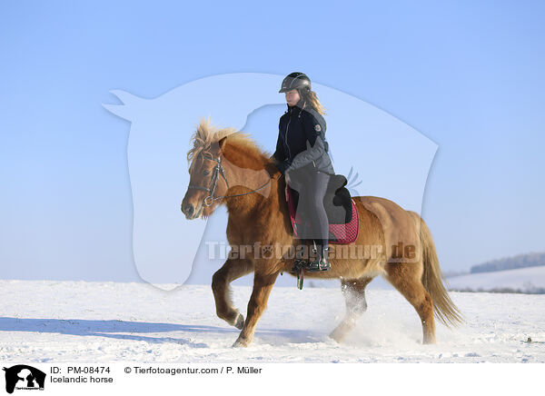 Icelandic horse / PM-08474