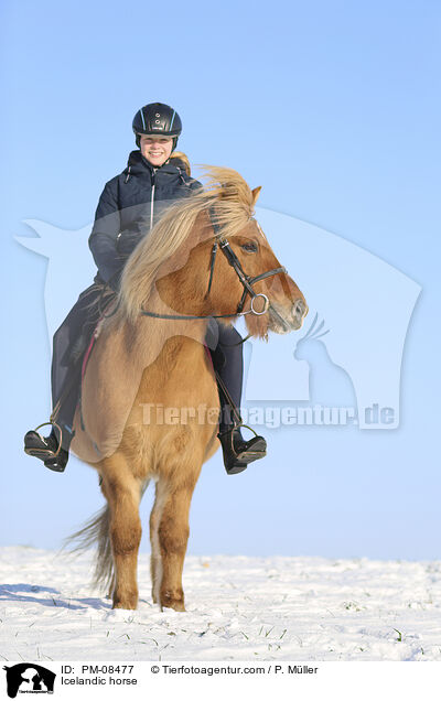 Icelandic horse / PM-08477