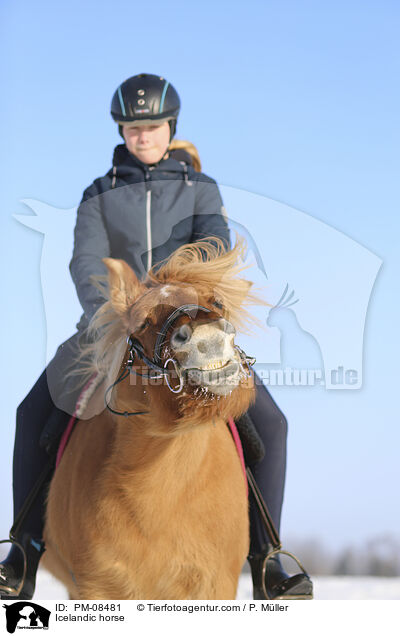 Icelandic horse / PM-08481