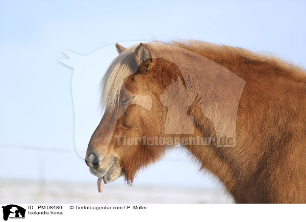 Icelandic horse / PM-08489
