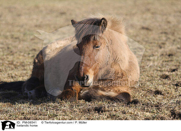 Icelandic horse / PM-08541