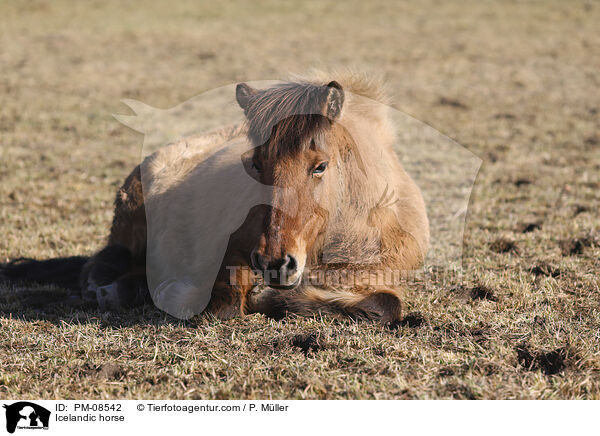 Icelandic horse / PM-08542