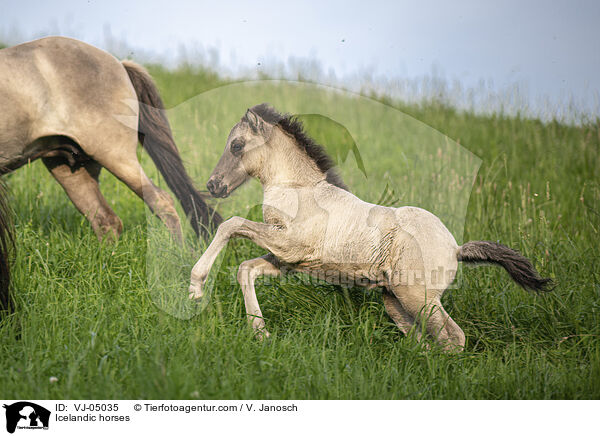 Icelandic horses / VJ-05035