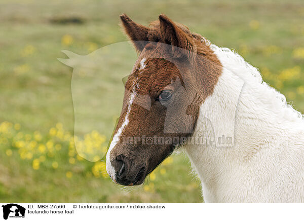 Icelandic horse foal / MBS-27560
