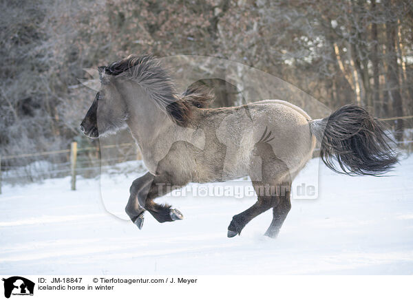 icelandic horse in winter / JM-18847
