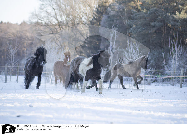 icelandic horse in winter / JM-18859
