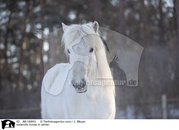 icelandic horse in winter / JM-18863
