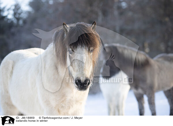 icelandic horse in winter / JM-18869