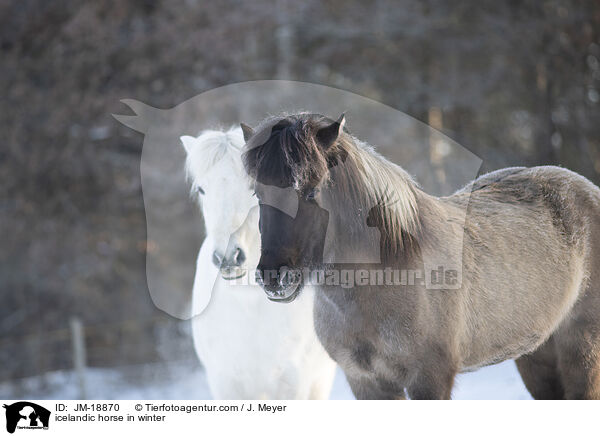 icelandic horse in winter / JM-18870