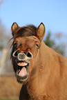 Icelandic horse Portrait