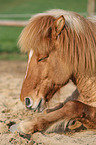 lying Icelandic Horse