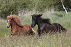 galloping Icelandic Horses