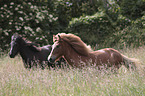 trotting Icelandic Horses