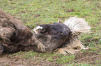 lying Icelandic Horse