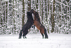 playing Icelandic Horses