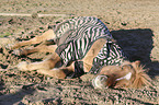 lying Icelandic Horse