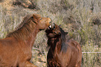 Icelandic horses