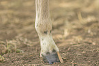 Icelandic horse detail