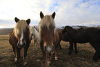 herd of Icelandic horses