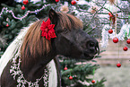 Islandic horse with christmas decoration