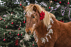 Islandic horse