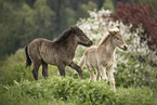 2 Icelandic horse foals