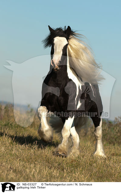 galloping Irish Tinker / NS-03327