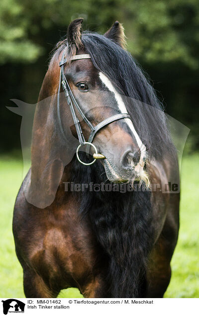 Irish Tinker stallion / MM-01462