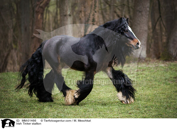 Irish Tinker stallion / MM-01466