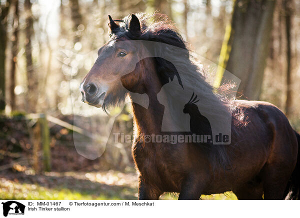 Irish Tinker stallion / MM-01467