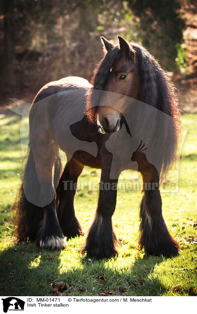 Irish Tinker stallion / MM-01471