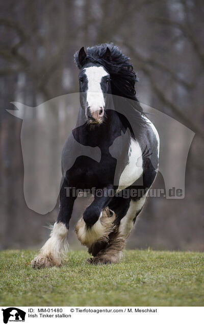 Irish Tinker stallion / MM-01480