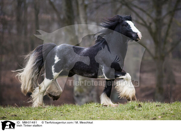 Irish Tinker stallion / MM-01481
