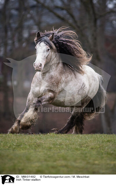 Irish Tinker stallion / MM-01482