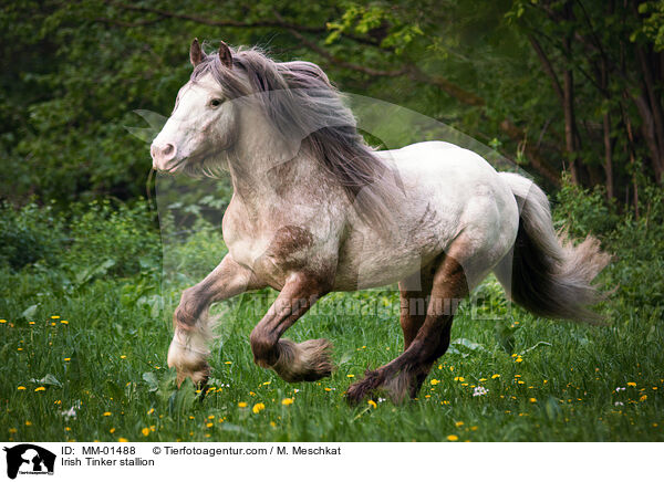 Irish Tinker stallion / MM-01488